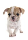 Puppy french bulldog