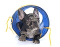 Puppy french bulldog in tunnel