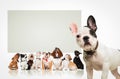 Puppy in front of many dogs looking up at billboard Royalty Free Stock Photo