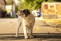 A puppy in full growth in autumn weather on the road with leaves Royalty Free Stock Photo