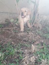 Puppy in garden