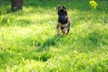 Puppy in the garden