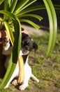 Puppy gardening Royalty Free Stock Photo