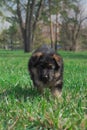 Puppy of german shepheard walks in a park.