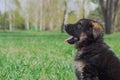 puppy of german shepheard walks in a park.