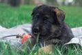 Puppy of german shepheard walks in a park.