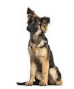 Puppy German Shepherd Dog sitting, 4 months old Royalty Free Stock Photo