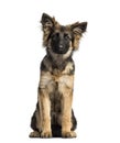 Puppy German Shepherd Dog sitting, 4 months old Royalty Free Stock Photo