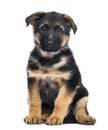 Puppy German Shepherd Dog sitting, 2 months old Royalty Free Stock Photo