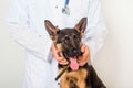 A puppy of a German shepherd on examination by a veterinarian in a clinic lies on a table.