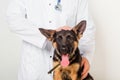 A puppy of a German shepherd on examination at the veterinarian in the clinic is sitting on the table. Royalty Free Stock Photo