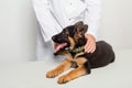 A puppy of a German shepherd is examined by a veterinarian and looks out with his tongue out and ears up Royalty Free Stock Photo