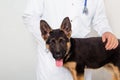 A puppy of a German shepherd is examined by a veterinarian and looks out with his tongue out and ears up Royalty Free Stock Photo