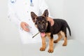 A puppy of a German shepherd is examined by a veterinarian and looks out with his tongue out and ears up Royalty Free Stock Photo