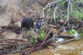 Puppy of a German shepherd passing the river