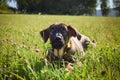 Puppy of german shepherd, who is lying in meadow. Royalty Free Stock Photo