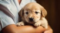 Puppy gets gentle care at clinic.