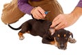 Puppy Getting Microchipped