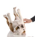 Puppy getting a tummy rub Royalty Free Stock Photo