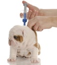 Puppy getting vaccinated Royalty Free Stock Photo