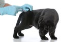 Puppy getting vaccinated Royalty Free Stock Photo