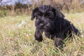 The puppy of Giant Black Schnauzer Dog is jumping