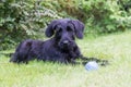 Puppy of Giant Black Schnauzer dog outdoors Royalty Free Stock Photo