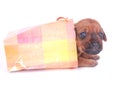 Puppy in gift bag Royalty Free Stock Photo