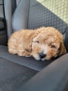 Puppy girl goldendoodle merle car trip sleeping