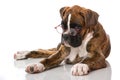 Puppy with glasses isolated on white Royalty Free Stock Photo