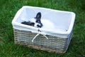 Puppy gnawing basket Royalty Free Stock Photo