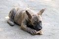 Puppy gnawing bones on the concrete floor Royalty Free Stock Photo