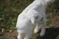 Puppy goat Royalty Free Stock Photo