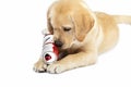 Puppy of golden labrador retriever playing with empty beer can isolated on white. Concept for beer and drinks commercial Royalty Free Stock Photo