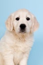 Puppy golden retreiver Royalty Free Stock Photo