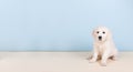 Puppy golden retreiver Royalty Free Stock Photo