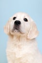Puppy golden retreiver Royalty Free Stock Photo