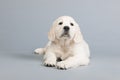 Puppy golden retreiver Royalty Free Stock Photo