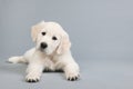 Puppy golden retreiver Royalty Free Stock Photo