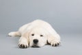 Puppy golden retreiver Royalty Free Stock Photo