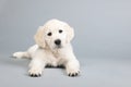 Puppy golden retreiver Royalty Free Stock Photo