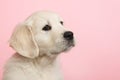 Puppy golden retreiver Royalty Free Stock Photo