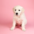 Puppy golden retreiver Royalty Free Stock Photo