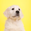 Puppy golden retreiver Royalty Free Stock Photo