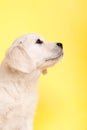 Puppy golden retreiver Royalty Free Stock Photo