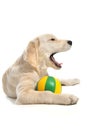 Puppy golden retriever Royalty Free Stock Photo