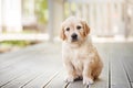 puppy golden retriever. Cute dog at home Royalty Free Stock Photo