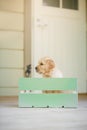 puppy golden retriever. Cute dog at home Royalty Free Stock Photo