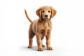 a puppy Golden Retriever dog isolated on white background. Generative ai