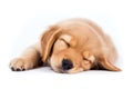 a puppy Golden Retriever dog sleepy isolated on white background. Generative ai